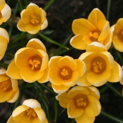 September: Jetzt schon an den nächsten Frühling denken